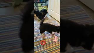 Video preview image #1 Siberian Husky Puppy For Sale in AURORA, CO, USA