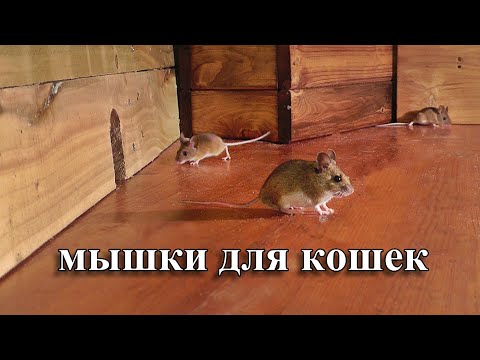 мышки для кошек 🐭 охотиться на мышей
