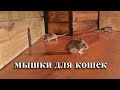 мышки для кошек 🐭 охотиться на мышей