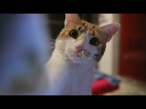 funny cat & her funny moment #dipannita's shorts #shorts