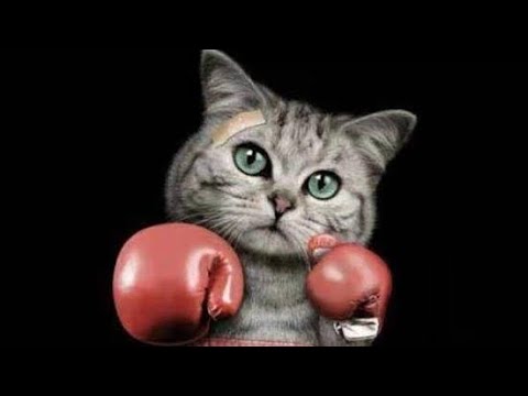 قط ملاكم مضحك جدا 😂😂🥊| قطط مضحكة جدا