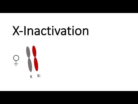 X-Inactivation in mammals