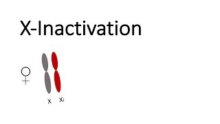 X-Inactivation in mammals
