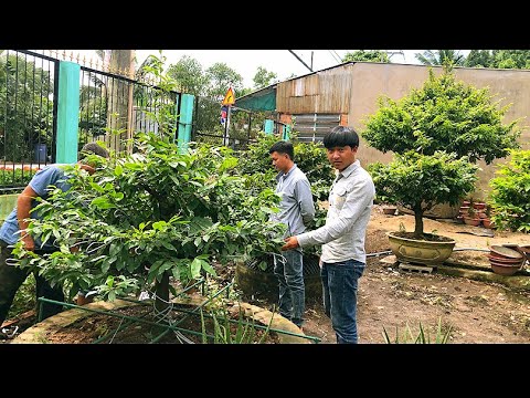 Giao lưu bo siêu bông bình lợi tại vườn mai đủ lực