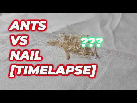 Ants vs Nail timelapse [believe your eyes]