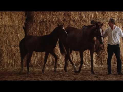 Passionate Sky v. Sky Walker - Peintre Celebre xx