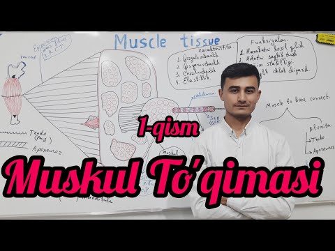 Muskul to'qimasi 1-qism | Introduction to muscle tissue (Remake from Ninja nerd)