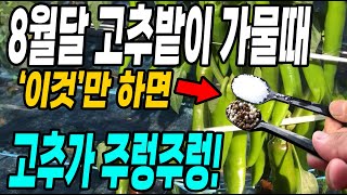 8월달 고추밭이 다시 가물때 이것만 하면 고추가 가을까지 주렁주렁! 고추 많이따는방법