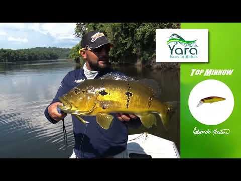 DEVASSA E TOP MINNOW NO RIO TROMBETAS.