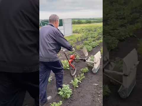 Новое устройство для сбора колорадского жука. Народное приспособление против лечинок.