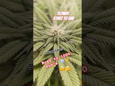 Blüten Entwicklung & Endphase | ROAD TO 1000 SUB'S | WE GET 1000? | #420germany #nachtfalterag