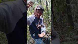 Download lagu pikat burung cak kopi mp3 Download lagu pikat burung cak kopi mp3