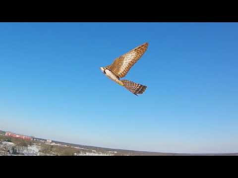 Freezing Weather Endurance Test of Robotic Falcon in The Netherlands