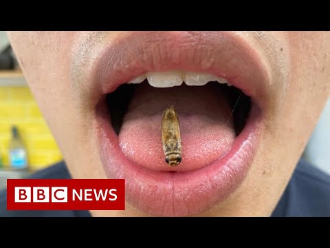 Has Brexit squashed our edible insect industry?