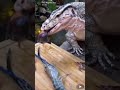 Giant Reptile Eats Full Crab Slow Mo The Reptile Zoo