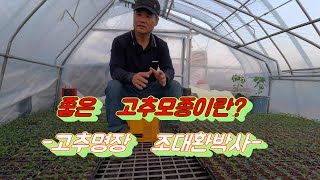 고추명장박사님이 설명하는 좋은 고추모종