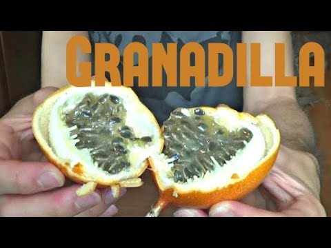 download lagu mp3 mp4 Granadilla Is Another Name For Which Fruit, download lagu Granadilla Is Another Name For Which Fruit gratis, unduh video klip Granadilla Is Another Name For Which Fruit