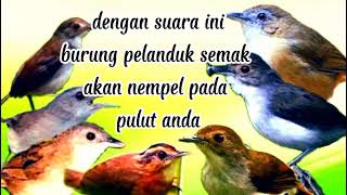 Download lagu Suara pikat burung pelanduk semak ⁉️kombinasi kutilang ribut mp3