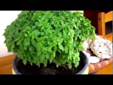 Kopie von Afitos "Stigmes"