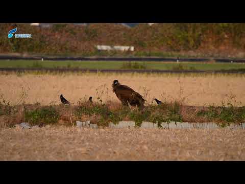 コラギプス・アトラトゥス
