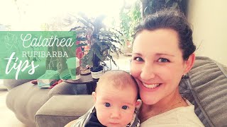 Rufibarba Calathea | A Conversation about Care