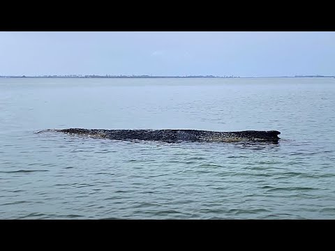 Video Thumbnail: Walrettung: Geldgeber werfen Schiffsbesatzung schwere Fehler vor