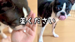 薬をおやつ感覚で食べる犬がこちらです【ボストンテリア】
