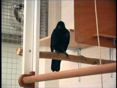 schlaue Betty Teil 2