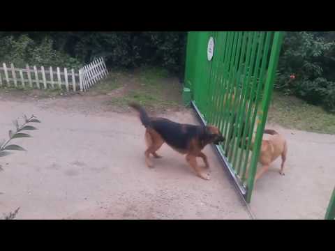 Dog vs. Dog's! Hunde bellen sich an, bis das Tor aufgeht!