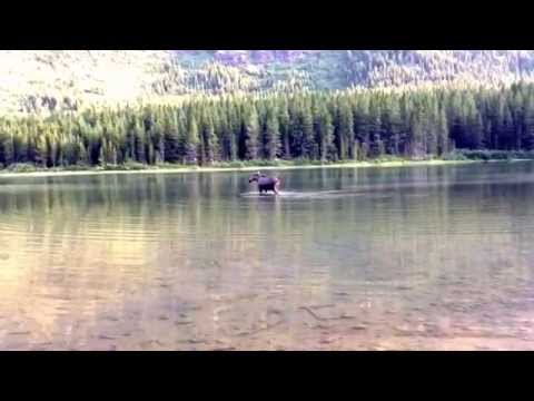 Moose Fishercap Lake Many Glacier