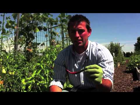 When should I harvest cayenne peppers?