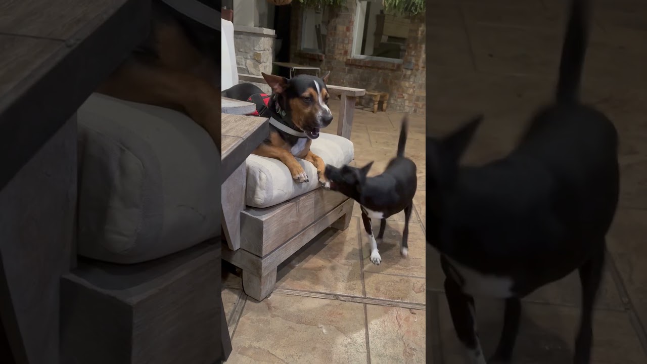Enlarge Brody, a ADOPTABLE mixed breed in Humble, TX video 2/3