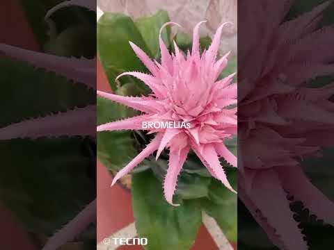 BROMELIAs disponibles en NIRGUA yaracuy urb las tunitas sector valle verde 2 después del comando
