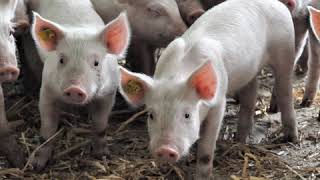 Porcelets: Réduire le stress dans le sevrage