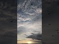 Aha Ki Ananda ️ Satyajitray Anupghoshal Ytshorts Ytshorts Latestbengalisongs Banglagaan