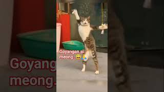Download lagu jika si meong goyang dumang..😄🙏 mp3