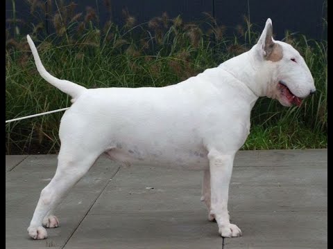 download lagu mp3 mp4 Brookbully Avenger, download lagu Brookbully Avenger gratis, unduh video klip Brookbully Avenger