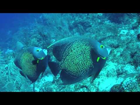 Belize 2015  - Barrier Reef Diving
