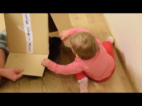 Funny little baby annoying cats