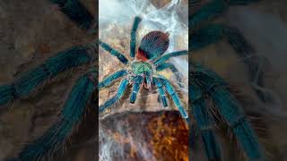 Download lagu THE WORLDS BEST LOOKING TARANTULA!!! 🤯😱😍 mp3
