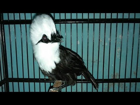 Poksay Novyj Trend Smotret Onlajn Na Sajte Trendovi Ru