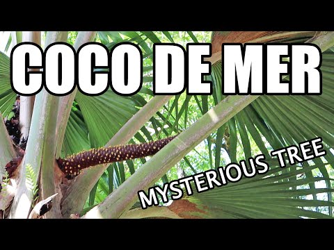 COCO DE MER : My Hunt for the Tree of Knowledge (Part 3 of 5) - Weird Fruit Explorer Ep. 400