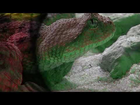 SASUKE SLIME - Young Palmera, Disturbeats (OFICIAL VIDEO by SIX6UDY