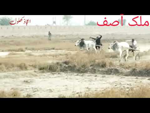 New bail race DG khan 15 march 2023 asif bhabha vs ijaz khalol