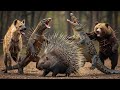 Stachelschwein Gegen Hyäne Komodowaran Krokodil Bär Wer überlebt