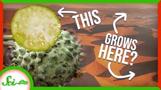 This Melon Builds a Whole Ecosystem in the Desert