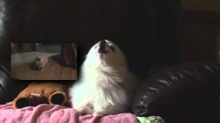 Cover art for undertail your best dog