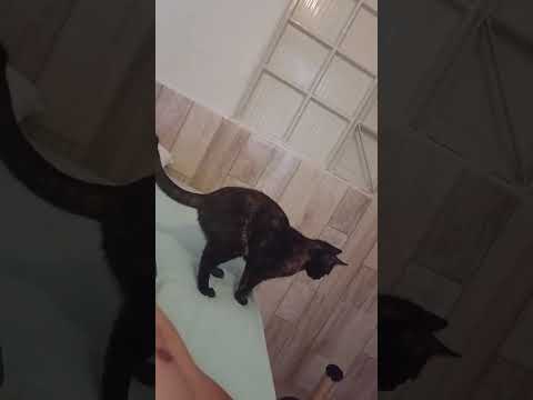 Vídeo de Robin