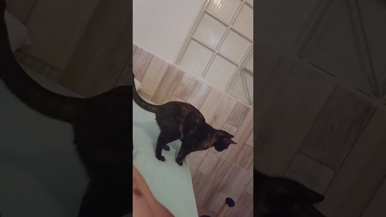 Gato raça SRD-ViraLata idade 2 a 6 meses nome Robin