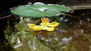 Video Test Samsung Smart Camera WB30F 720HD Quality